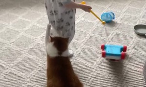 Senior Cat Drags Behind Laughing 1-Year-Old