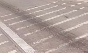 Doggy Balances on Owner's Bike during Ride