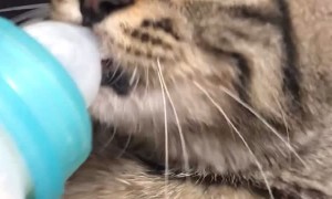 Hungry Kitten Wants the Whole Bottle of Milk