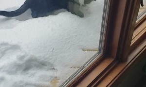 Kitty Baffled after Seeing Snow for the First Time