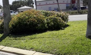 Young Driver Causes Chaos in Daytona