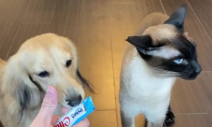 Furry Friends Share A Delicious Snack