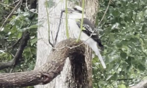 Kookaburra Snacks on Snake