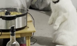 Cat Watches Popcorn Cook