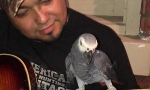 Musical Freestyle with a Parrot