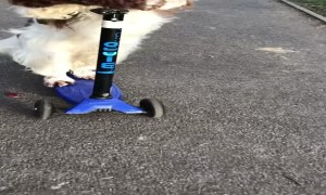 Park Pup Goes Scooting