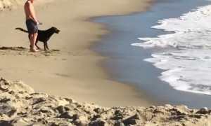 Playful Pup Plows into Waves