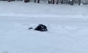 Puppy Dog Plays in Deep Snow