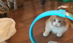 Cat Fascinated by Toy Car