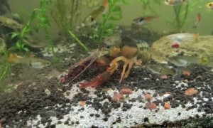 Molting Caught at the Last Minute