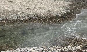 Creek Jump Attempt Ends with a Splash
