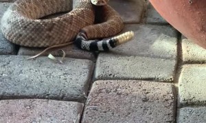 Rattlesnake Right Outside
