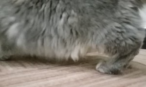 Maine Coon Cat and Mouse Play Hide and Seek