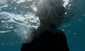 Diver Comes Face to Face with Beautiful Jellyfish