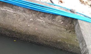 Desperate Kid Saves Puppy From Drowning