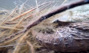 Massive Turtle Filmed Underwater