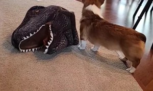 Doggy Dresses Itself up as Dinosaur