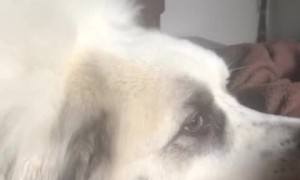 My 105-Pound Alarm Clock