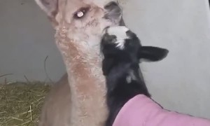 So Many Goat Kisses