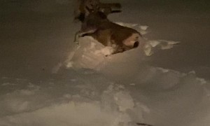 Mountain Lion Dragging Successful Deer Kill