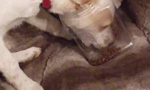 Dog Caught Head First in Food Jug