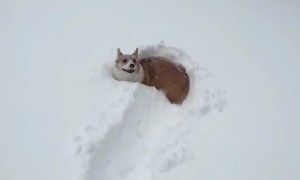 Tiny Puppy Adorably Struggles To Walk Through Deep Snow