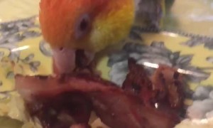 Ziggy the Bacon Bandit Bird