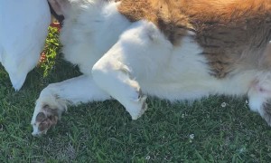 Large Doggy Lounges Around With His Duck Friends