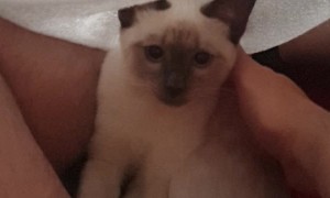 Cat and Human Share Some Mutual Pets