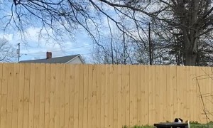 Doggy Tests Out New Fence