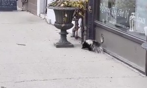 Skunk Spotted Casually Strolling Along Sidewalk