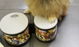 Clever Doggy Drums up a Treat