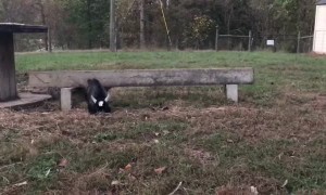 Baby Pygmy Goat Plays with Kittens