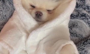 Pampered Pomeranian Enjoys Relaxing Massage