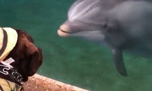 Service Dog Adorably Meets Friendly Dolphin