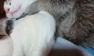 Raccoon Helps Cat Keep Clean