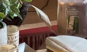 Bird Makes Off with the Money