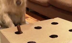 Golden Retriever Bamboozled by Sausage Game