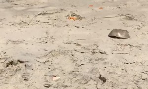 Ghost Crab Takes Cheeto Back to Lair