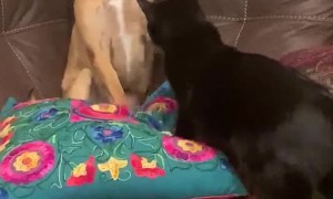 Dog Playing with Cat Puts Paws Up