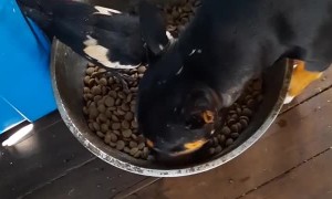 Rescued Bull Terrier Shares Food Bowl With Rescued Magpie