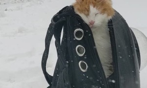 Cat Says "Nope" to Snow Storm
