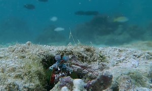 Mantis Shrimp At Work