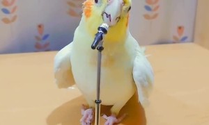 Talented parrot has extraordinary singing skills 