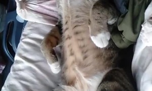 Sleepy Cat Naps on Road Trip