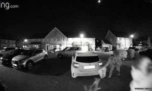 Playful Pup Chases Food Delivery Man