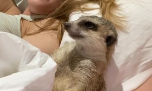 Tired Meerkat Wants Movie Time to End