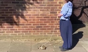 Taking Your Pet Tortoise For a Walk is Important