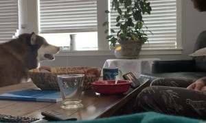 Corgi Disapproves of Argument Between Dad and Malamute