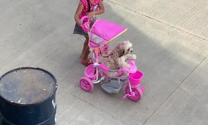 Girl Takes Dog for Stroll